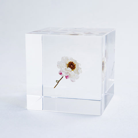 Chamomile sunray