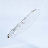 Dragonfly Wings