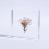 Aster hybrida
