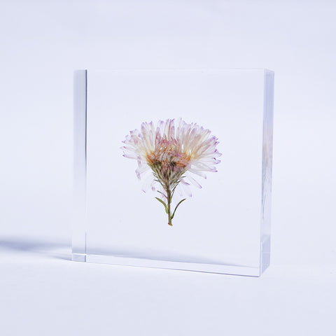 Aster hybrida