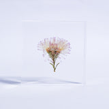 Aster hybrida