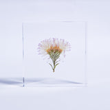 Aster hybrida