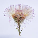 Aster hybrida