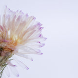 Aster hybrida