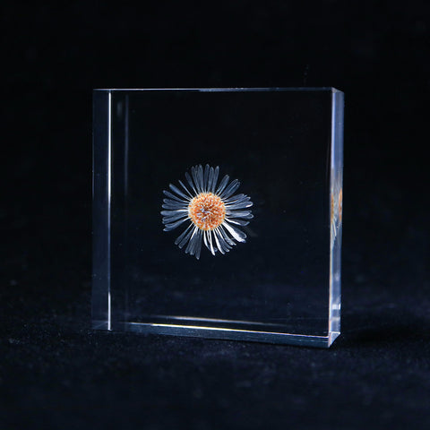 Erigeron