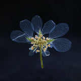 Orlaya grandifora