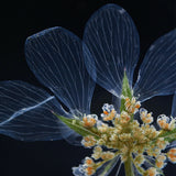 Orlaya grandifora