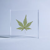 Japanese maple