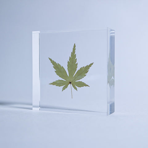 Japanese maple