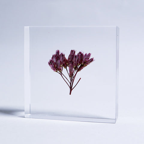Fragrant eupatorium