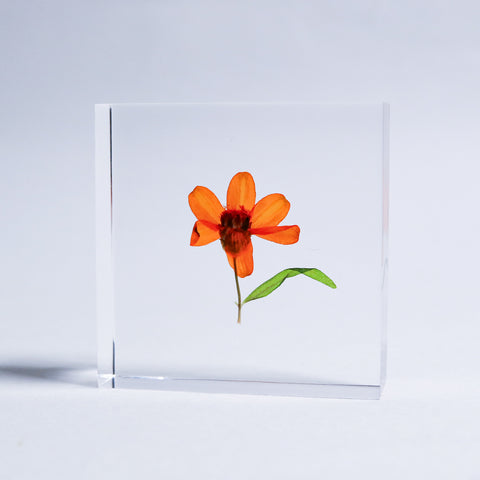 Zinnia