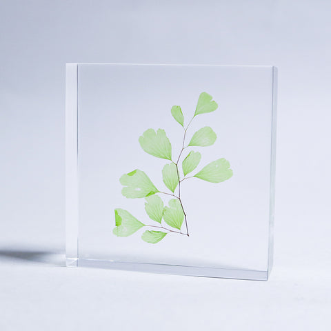 Adiantum sp.