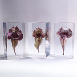 Sarracenia