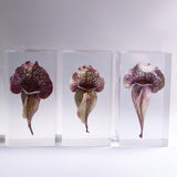 Sarracenia