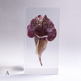 Sarracenia