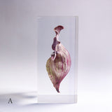 Sarracenia