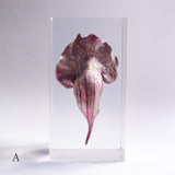 Sarracenia