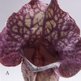 Sarracenia