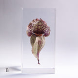 Sarracenia