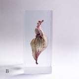 Sarracenia