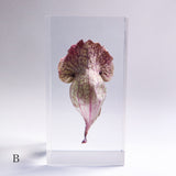Sarracenia