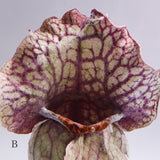 Sarracenia