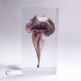 Sarracenia