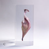 Sarracenia