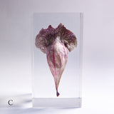 Sarracenia