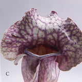 Sarracenia