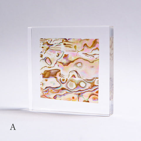 Abalone Shell Slice