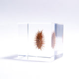 Rough cocklebur