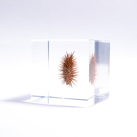 Rough cocklebur