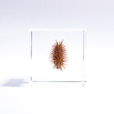 Rough cocklebur