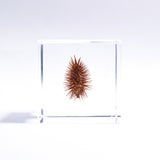 Rough cocklebur