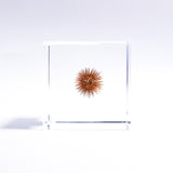 Rough cocklebur