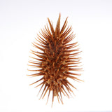 Rough cocklebur