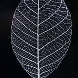 Skeleton leaf