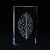 Skeleton leaf