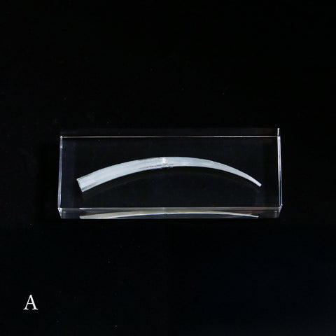 Dentalium aprinum