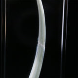 Dentalium aprinum