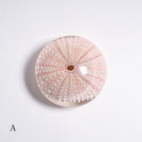 Echinometra sp.