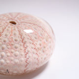 Echinometra sp.