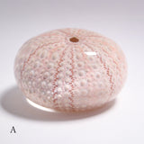 Echinometra sp.