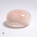 Echinometra sp.