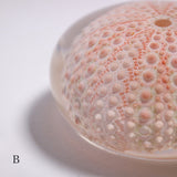 Echinometra sp.