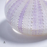Tripneustes gratilla