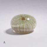 Strongylocentrotidae Gregory