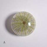 Strongylocentrotidae Gregory