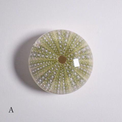 Strongylocentrotidae Gregory